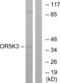 Olfactory Receptor Family 5 Subfamily K Member 3 antibody, LS-C120894, Lifespan Biosciences, Western Blot image 