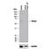 Kelch Like ECH Associated Protein 1 antibody, AF3024, R&D Systems, Western Blot image 