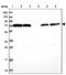 Heat Shock Protein Family A (Hsp70) Member 1 Like antibody, PA5-60310, Invitrogen Antibodies, Western Blot image 