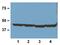 Beta-Actin antibody, MA5-15739-1MG, Invitrogen Antibodies, Western Blot image 