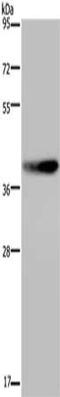 Dual Specificity Phosphatase 4 antibody, CSB-PA921264, Cusabio, Western Blot image 