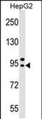 Adaptor Related Protein Complex 4 Subunit Beta 1 antibody, PA5-48836, Invitrogen Antibodies, Western Blot image 