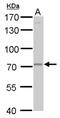 Matrix Metallopeptidase 24 antibody, PA5-78345, Invitrogen Antibodies, Western Blot image 