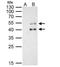 PBX Homeobox 1 antibody, NBP2-19713, Novus Biologicals, Immunoprecipitation image 
