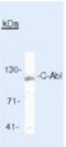 ABL Proto-Oncogene 1, Non-Receptor Tyrosine Kinase antibody, NBP2-49695, Novus Biologicals, Western Blot image 