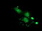 Phenazine Biosynthesis Like Protein Domain Containing antibody, LS-C115718, Lifespan Biosciences, Immunofluorescence image 
