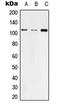 Tight Junction Protein 3 antibody, MBS822143, MyBioSource, Western Blot image 