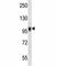 Nuclear Factor Of Activated T Cells 1 antibody, F43345-0.4ML, NSJ Bioreagents, Western Blot image 