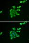 Tumor suppressor candidate 2 antibody, LS-C335709, Lifespan Biosciences, Immunofluorescence image 