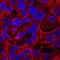 Leucine Rich Repeat LGI Family Member 2 antibody, MAB7334, R&D Systems, Immunofluorescence image 
