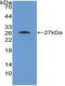 Fibroblast Growth Factor Receptor 4 antibody, LS-C293913, Lifespan Biosciences, Western Blot image 