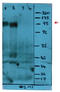 Lysosomal Associated Membrane Protein 1 antibody, AM03025PU-N, Origene, Western Blot image 