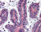 Ras Homolog Family Member A antibody, 51-882, ProSci, Immunohistochemistry paraffin image 