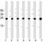 CCAAT Enhancer Binding Protein Delta antibody, F52321-0.4ML, NSJ Bioreagents, Western Blot image 