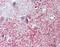 Shroom Family Member 2 antibody, NBP2-15437, Novus Biologicals, Immunohistochemistry frozen image 