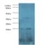 Serum Amyloid A1 antibody, MBS1488582, MyBioSource, Western Blot image 