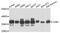 Cyclin Dependent Kinase 1 antibody, abx136102, Abbexa, Western Blot image 