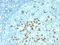 Beta-1,3-Glucuronyltransferase 1 antibody, MBS438535, MyBioSource, Immunohistochemistry paraffin image 