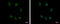 SRY-Box 15 antibody, GTX117940, GeneTex, Immunofluorescence image 