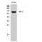 G protein-coupled receptor kinase 6 antibody, LS-C383851, Lifespan Biosciences, Western Blot image 