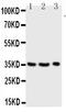 Granzyme A antibody, PA1588, Boster Biological Technology, Western Blot image 