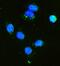 Hexokinase 1 antibody, M01504-2, Boster Biological Technology, Immunofluorescence image 