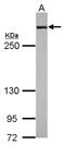 Filamin A antibody, NBP2-16496, Novus Biologicals, Western Blot image 