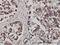 FMR1 Autosomal Homolog 1 antibody, H00008087-M01, Novus Biologicals, Immunohistochemistry paraffin image 