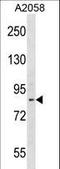 Disintegrin and metalloproteinase domain-containing protein 23 antibody, LS-C156041, Lifespan Biosciences, Western Blot image 