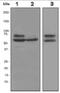 Lamin A/C antibody, ab108922, Abcam, Western Blot image 