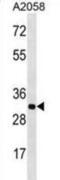 Olfactory Receptor Family 2 Subfamily T Member 11 (Gene/Pseudogene) antibody, abx028645, Abbexa, Western Blot image 