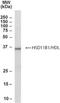 Hydroxysteroid 11-Beta Dehydrogenase 1 antibody, NB300-934, Novus Biologicals, Western Blot image 