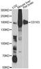 CD163 antibody, A8383, ABclonal Technology, Western Blot image 