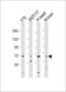 Anoctamin 10 antibody, LS-C392944, Lifespan Biosciences, Western Blot image 