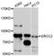 ERCC Excision Repair 2, TFIIH Core Complex Helicase Subunit antibody, A1332, ABclonal Technology, Western Blot image 