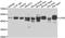  antibody, abx006644, Abbexa, Western Blot image 