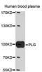 Plasminogen antibody, STJ28270, St John