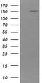 Protocadherin 7 antibody, LS-C174322, Lifespan Biosciences, Western Blot image 
