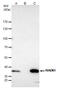 RAD51 Recombinase antibody, GTX118249, GeneTex, Immunoprecipitation image 