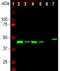 Growth Associated Protein 43 antibody, M01868-4, Boster Biological Technology, Western Blot image 