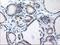 TBC1 Domain Family Member 21 antibody, MA5-25717, Invitrogen Antibodies, Immunohistochemistry paraffin image 