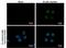 p21 antibody, PA5-34805, Invitrogen Antibodies, Immunofluorescence image 