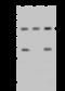 Mitochondrial RRNA Methyltransferase 3 antibody, 203341-T36, Sino Biological, Western Blot image 