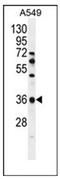 Olfactory Receptor Family 2 Subfamily M Member 7 antibody, AP53035PU-N, Origene, Western Blot image 