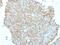 CD99 Molecule (Xg Blood Group) antibody, 33-638, ProSci, Immunohistochemistry frozen image 