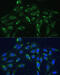 FKBP Prolyl Isomerase 5 antibody, 19-189, ProSci, Immunofluorescence image 