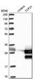 Transcription factor 21 antibody, HPA013189, Atlas Antibodies, Western Blot image 