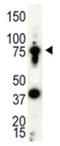 Protein Arginine Methyltransferase 5 antibody, ADI-905-698-100, Enzo Life Sciences, Western Blot image 
