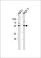 Kruppel Like Factor 4 antibody, LS-C165557, Lifespan Biosciences, Western Blot image 