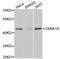 Casein Kinase 1 Epsilon antibody, A1796, ABclonal Technology, Western Blot image 